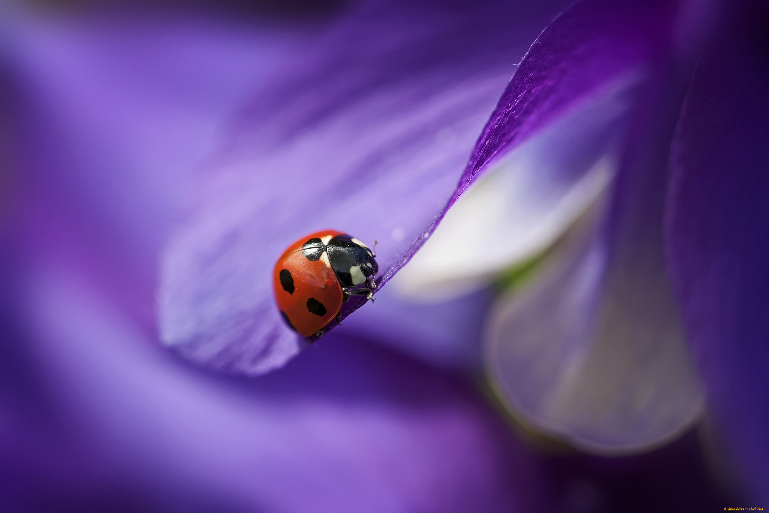 ,  , , , , flower, leaf, macro, , , ladybug